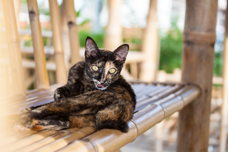 Portrait of brown catの写真素材