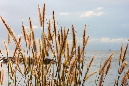 flower sea backgroundの写真素材