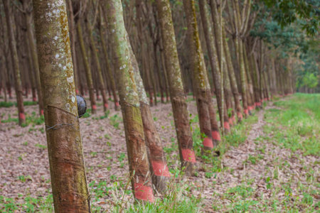para rubber tree garden
