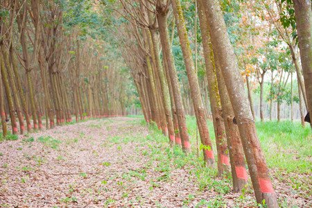 para rubber tree gardenの写真素材