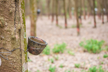 para rubber tree gardenの写真素材