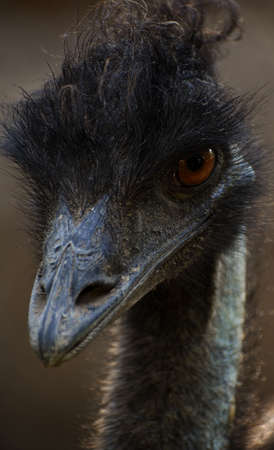 Emu birdの写真素材