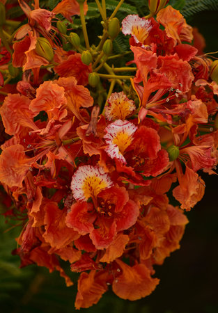 Beautiful Gulmohar (Guldaudi) Sevti flower