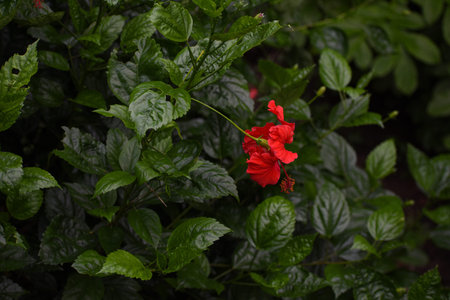 Beautiful Hibiscus flower in monsoonの写真素材
