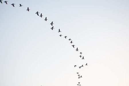 Sirpur Lake, Indore MP Indiaの写真素材