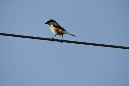 Chidiya Bhadak, Indiaの写真素材