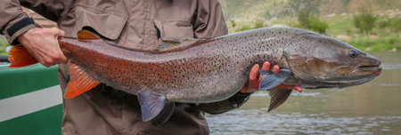 Close up of a large Mongolian Taimen fish, the largest member of the salmon family in the world