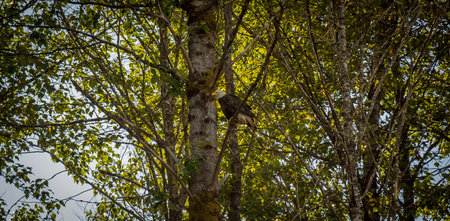 An eagle perched on a branch in a tree in a woodland in near Terrace, British Columbia, Canada