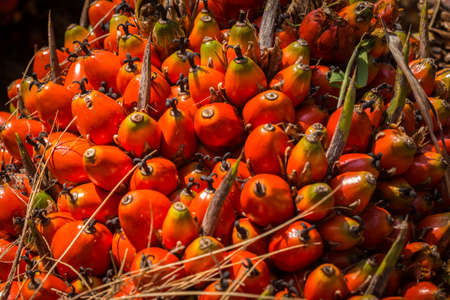 A bunch of palm oil fruit - fresh fruit bunch (FFB) ready to be processed in Malaysia.の写真素材