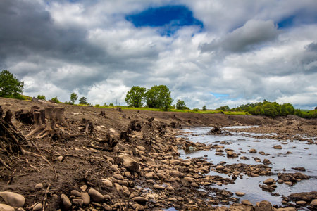 Tree trunks exposed from the former river bank in the drained Earlstoun Dam / reservoir on the Water...