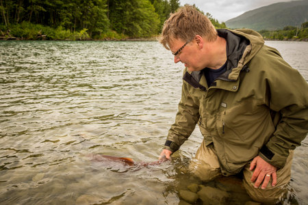 A fisherman releasing a sockeye salmon back into the Kitimat River, while wading, in British...