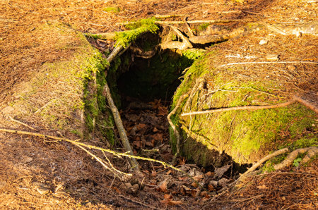 Close up of the entrance to an animal den or sett in the ground of a forest woodland
