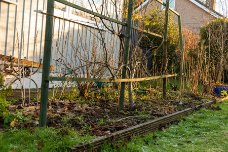 A garden flower bed with old dying plants in winter with frost on the groundの写真素材