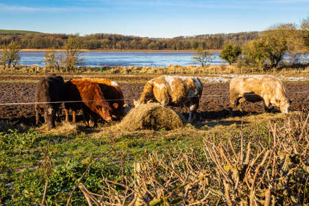Cows feeding on hay in a field next to the Dee estuary at Kirkcudbright Bay in winter, Dumfries and Galloway, Scotlandの写真素材