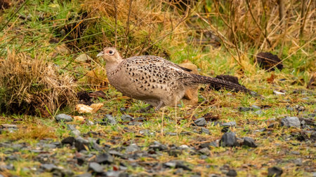 A female common pheasant walking on the ground in winterの写真素材