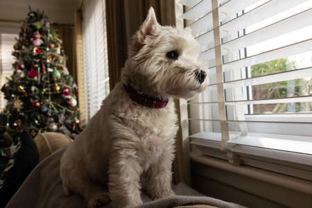 A cute white west highland terrier dog looking out of a window with a christmas tree in the backgroundの写真素材