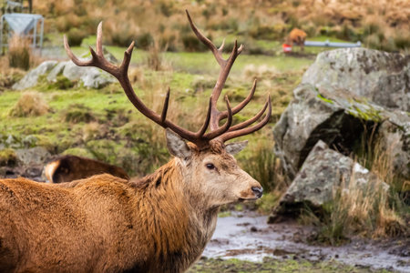 A red deer stag with antlers, standing in a field at the Galloway Forest Red Deer Range, Scotlandの写真素材