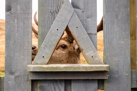 A red deer stag looking through a wooden fence at the Galloway Forest Red Deer Range, Scotlandの写真素材