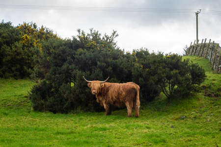A highland cow sheltering from the wind behind a gorse bush in a green scottish field in the highlandsの写真素材