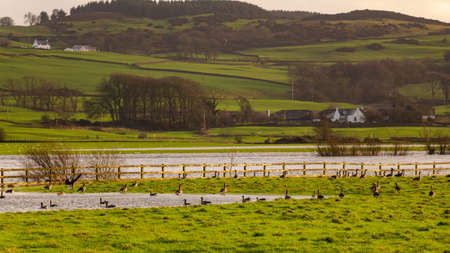 Flock or gaggle of barnacle geese in a field beside a flooded winter river in Galloway, Scotlandの写真素材
