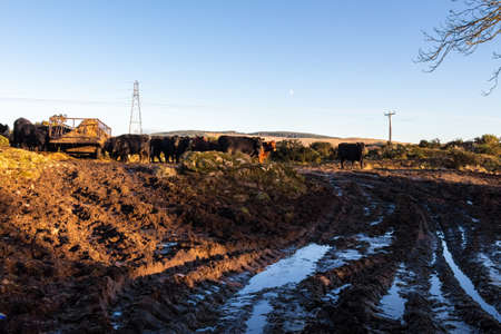 Soil erosion as a result of heavy cattle grazing at a feedlot in a Scottish field in winterの写真素材