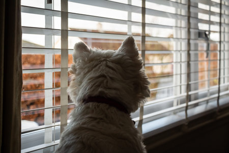 A white west highland terrier dog on neighbourhood watch, looking out of the window of a houseの写真素材