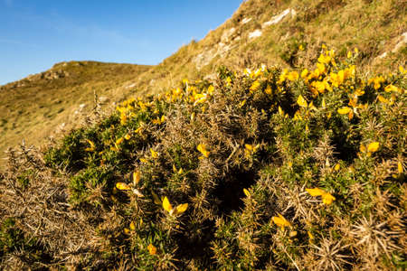 Yellow flowers on a common gorse bush on a hill in the Scottish winter sunの写真素材