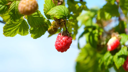 A single red raspberry hanging on a branch in summer