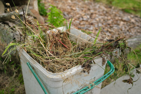 A bucket of garden weeds and waste vegetation collected.