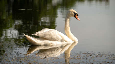 A graceful mute swan swimming on a lake in the afternoon summer sunの写真素材