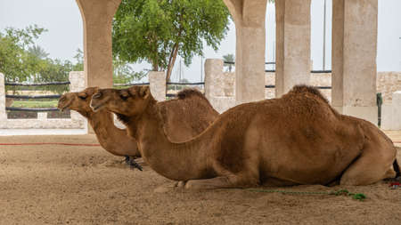 Two camels lying down, resting in doors at Souq Waqif, Doha, Qatarの写真素材