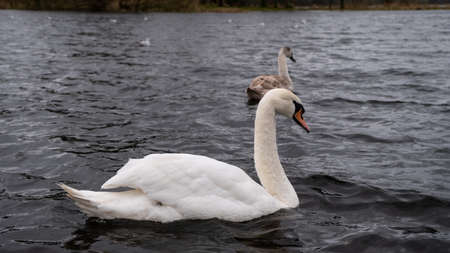 A mute swans floating on a lake in winterの写真素材