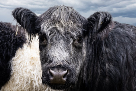 A close up of Belted Galloway Cows face