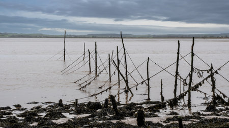 Salmon stake nets at low tide on the River Cree estuary at Carsluith, Newton Stewart, Scotlandの写真素材