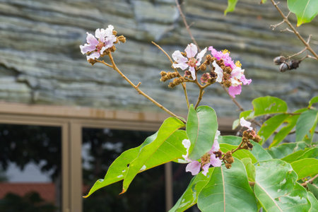 white and purple flowers in garden at morning