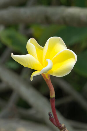 Yellow flower in garden at morningの写真素材