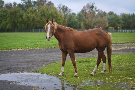 Beautiful horse on a background of autumn nature. Country rural landscape. Stock Photo Backgroundの写真素材
