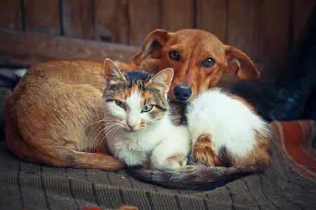 Love pets sleeping on a rug. Dog and cat lie together and are friends. Veterinary stock photoの写真素材