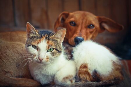 Love pets sleeping on a rug. Dog and cat lie together and are friends. Veterinary stock photoの写真素材