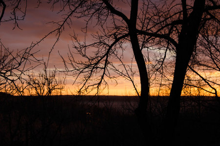 Evening sunset the image composed as a rising from the dried tree which makes the paint portraitの写真素材