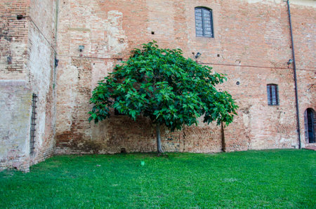 Tree with old house on background in a garden yardの写真素材