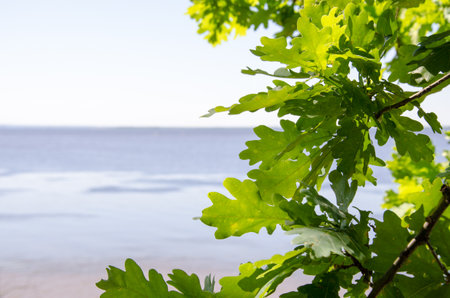 Green oak leaves in sunlight, summer timeの写真素材