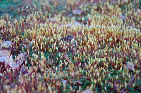 Small young herb in the forest, texture