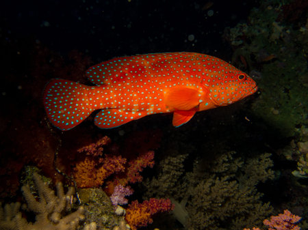 Some red fish in Red seaの写真素材