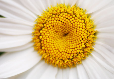 Marguerite
