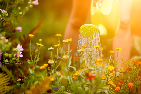 Female hand watering flowers. Image with lens flare effectの写真素材