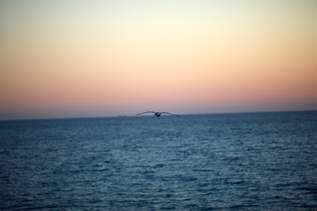 Bird flying over the sea at sunset. Beautiful sea surface and sun painted the horizonの写真素材