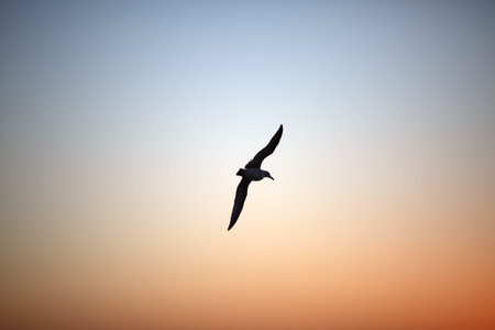 Flying bird over cloudless sky at sunset. Freedom, independence, nature conceptの写真素材