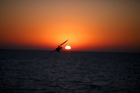 Black silhouette of flying birds on the ocean at sunset. Freedom, independence, nature conceptの写真素材