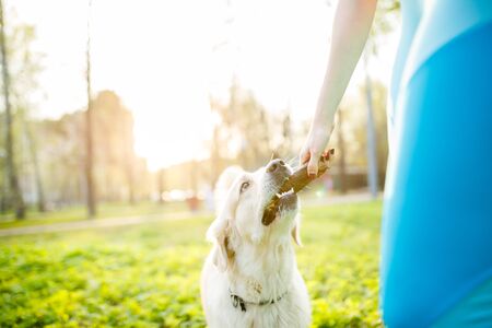 Girl giving labrador dog stickの写真素材